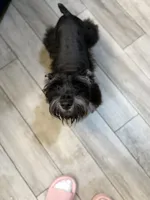 Milo, a male Miniature Schnauzer for sale in Katy, TX – 4 of 5