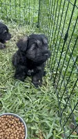 Lila, a female Miniature Schnauzer for sale in Katy, TX – Photo 1 of 3