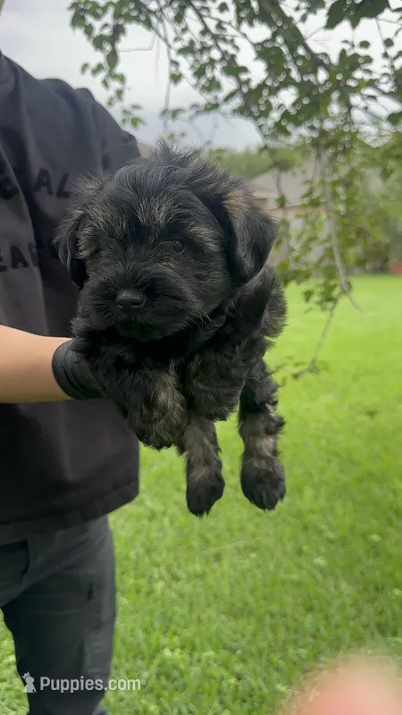 Lila – Miniature Schnauzer puppy for sale in Katy, TX