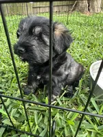 Lila, a female Miniature Schnauzer for sale in Katy, TX – Photo 2 of 3