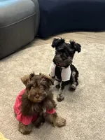 Milo, a male Miniature Schnauzer for sale in Katy, TX – 3 of 5