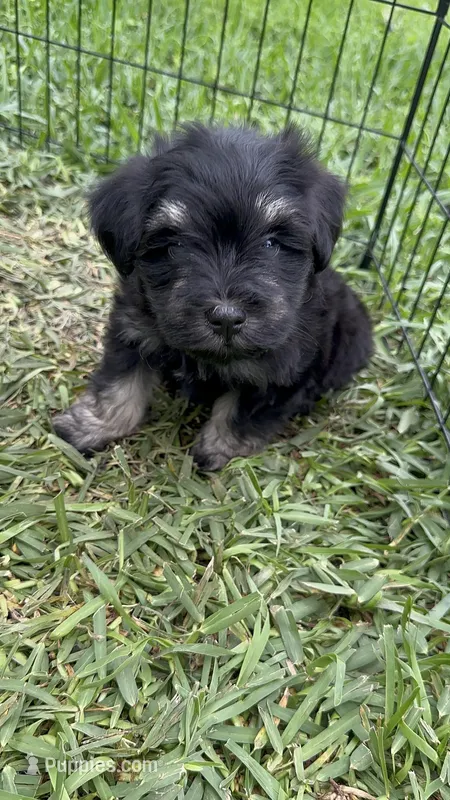 Chole  – Miniature Schnauzer puppy for sale in Katy, TX