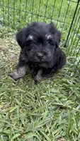 Chole , a female Miniature Schnauzer for sale in Katy, TX – Photo 7 of 7