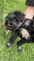 Chole , a female Miniature Schnauzer for sale in Katy, TX – Photo 2 of 7