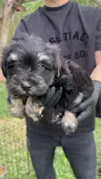 Chole , a female Miniature Schnauzer for sale in Katy, TX – Photo 4 of 7