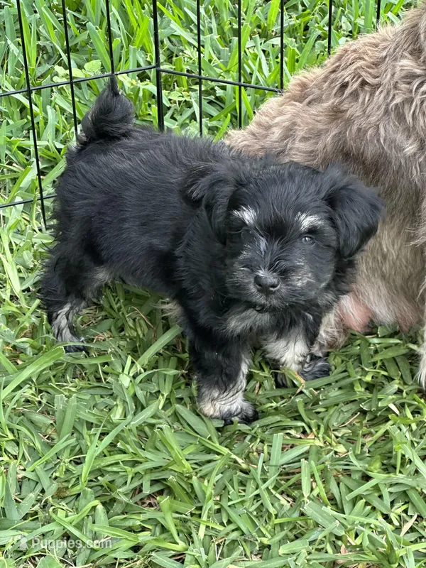 Chole  – Miniature Schnauzer puppy for sale in Katy, TX