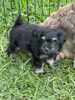 Chole , a female Miniature Schnauzer for sale in Katy, TX – Photo 1 of 7