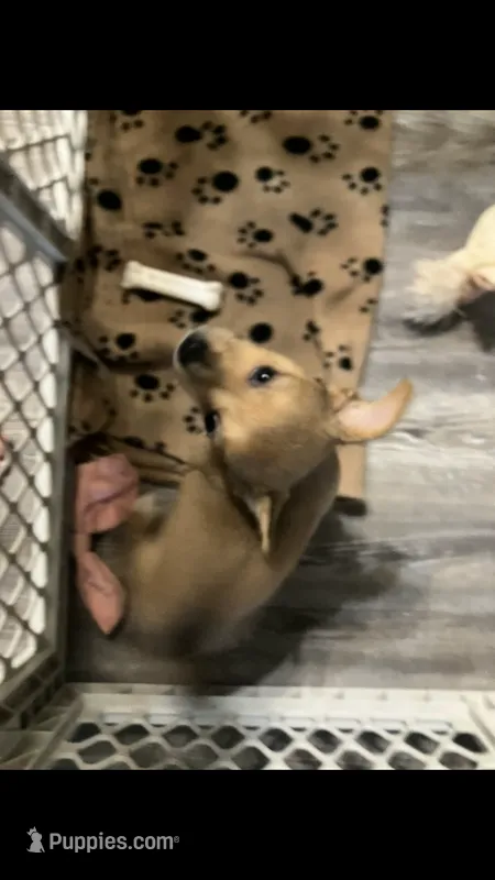 Coco – Chihuahua puppy for sale in Russellville, AR