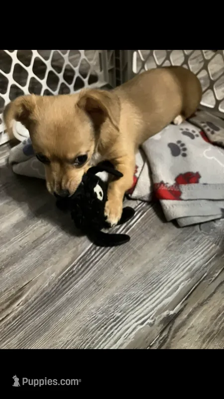 Cocomo – Chihuahua puppy for sale in Russellville, AR