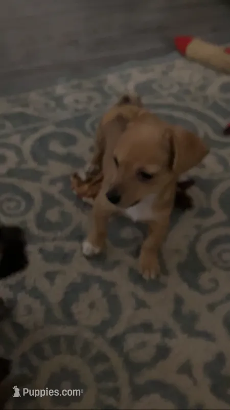 Cocomo – Chihuahua puppy for sale in Russellville, AR