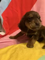 Belle, a female Shihpoo and Beagle for sale in Russellville, AR – Photo 2 of 3