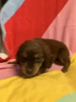 Belle, a female Shihpoo and Beagle for sale in Russellville, AR – Photo 3 of 3