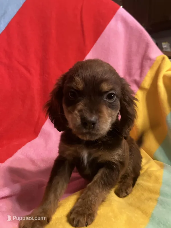 Belle – Shihpoo, Beagle puppy for sale in Russellville, AR