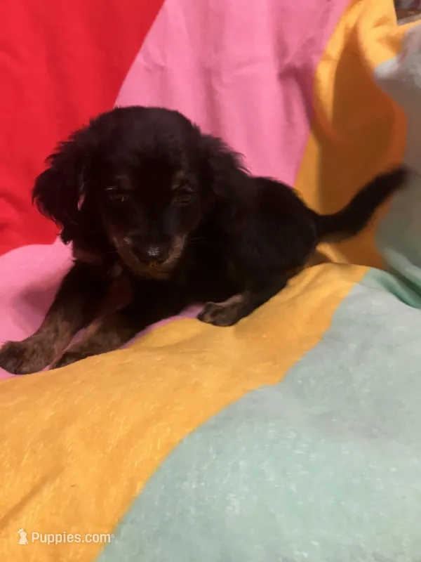 Bella – Shihpoo, Beagle puppy for sale in Russellville, AR