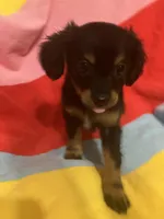 Belle, a female Chihuahua and Shih Tzu for sale in Russellville, AR – Photo 1 of 5