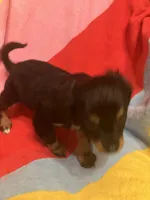 Belle, a female Chihuahua and Shih Tzu for sale in Russellville, AR – Photo 4 of 5