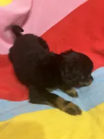 Belle, a female Chihuahua and Shih Tzu for sale in Russellville, AR – Photo 5 of 5