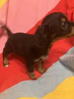 Belle, a female Chihuahua and Shih Tzu for sale in Russellville, AR – Photo 3 of 5