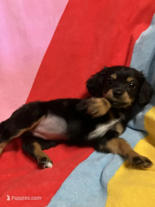 Belle – Chihuahua, Shih Tzu puppy for sale in Russellville, AR