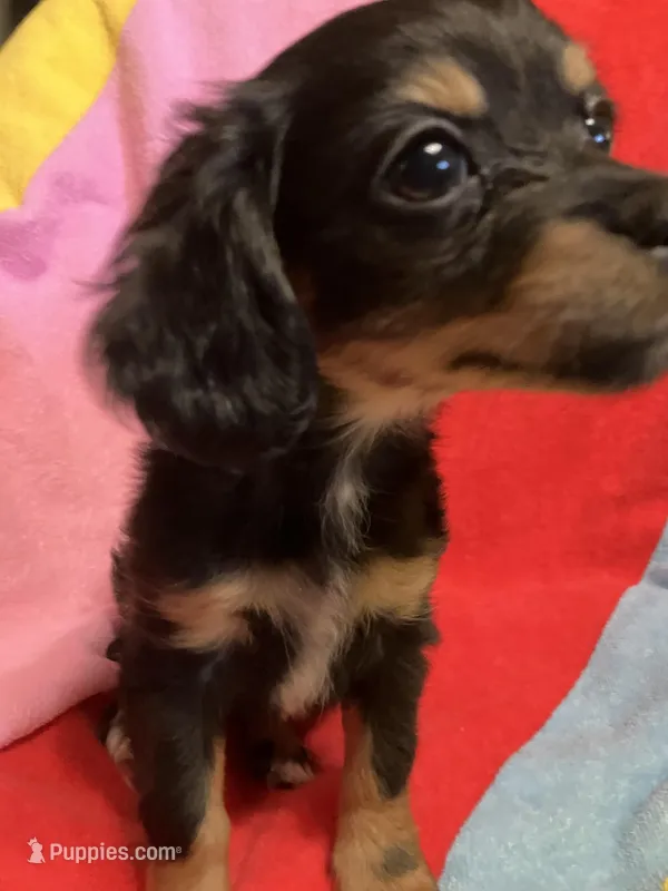 Belle – Chihuahua, Shih Tzu puppy for sale in Russellville, AR