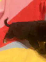 Belle, a female Chihuahua and Shih Tzu for sale in Russellville, AR – Photo 2 of 5