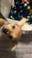 Coco, a male Chihuahua for sale in Russellville, AR – 1 of 4