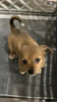 Coco, a male Chihuahua for sale in Russellville, AR – 4 of 4