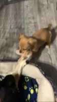 Coco, a male Chihuahua for sale in Russellville, AR – 3 of 4