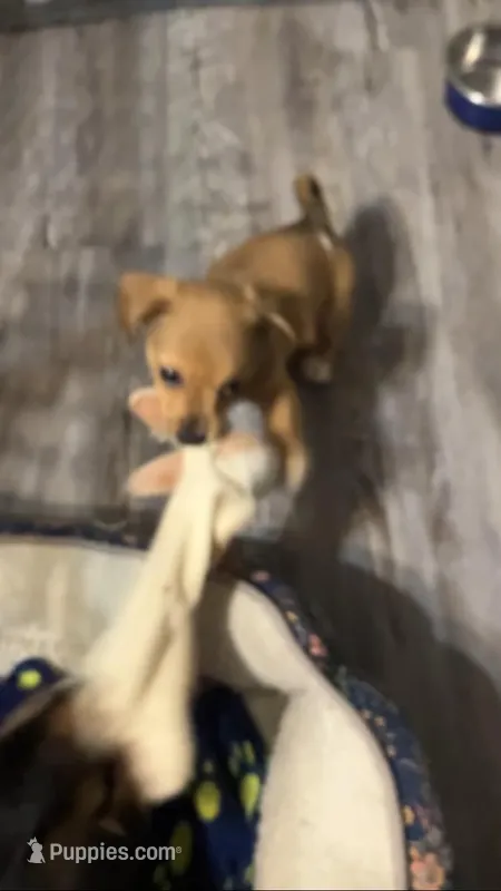 Coco – Chihuahua puppy for sale in Russellville, AR