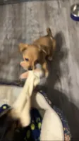Coco, a male Chihuahua for sale in Russellville, AR – 2 of 4