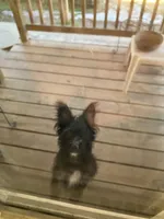 Sally , a female Miniature Schnauzer for sale in Russellville, AR – Photo 4 of 7