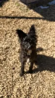 Sally , a female Miniature Schnauzer for sale in Russellville, AR – Photo 2 of 7