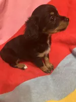 Bella, a female Chihuahua and Shih Tzu for sale in Russellville, AR – Photo 5 of 6