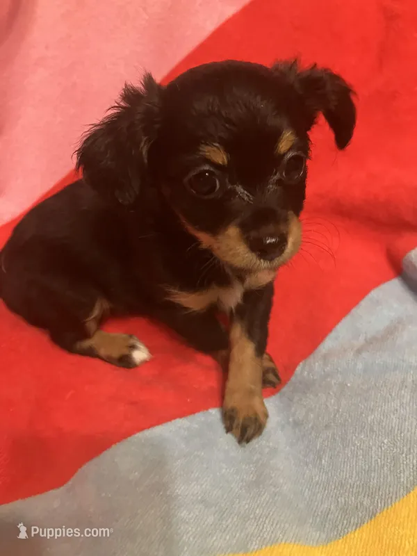 Bella – Chihuahua, Shih Tzu puppy for sale in Russellville, AR