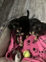 Bella, a female Chihuahua and Shih Tzu for sale in Russellville, AR – Photo 6 of 6