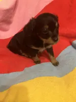 Bella, a female Chihuahua and Shih Tzu for sale in Russellville, AR – Photo 2 of 6