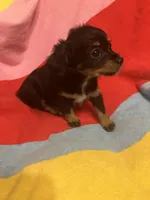 Bella, a female Chihuahua and Shih Tzu for sale in Russellville, AR – Photo 4 of 6