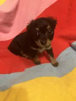 Bella, a female Chihuahua and Shih Tzu for sale in Russellville, AR – Photo 3 of 6