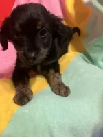 Bella, a female Shihpoo and Beagle for sale in Russellville, AR – Photo 4 of 4