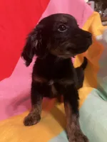 Bella, a female Shihpoo and Beagle for sale in Russellville, AR – Photo 2 of 4