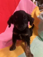 Bella, a female Shihpoo and Beagle for sale in Russellville, AR – Photo 3 of 4