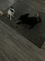 Sally , a female Miniature Schnauzer for sale in Russellville, AR – Photo 3 of 7