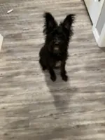 Sally , a female Miniature Schnauzer for sale in Russellville, AR – Photo 1 of 7