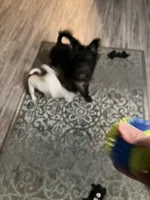 Sally , a female Miniature Schnauzer for sale in Russellville, AR – Photo 7 of 7