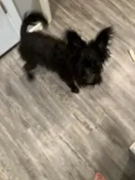 Sally , a female Miniature Schnauzer for sale in Russellville, AR – Photo 6 of 7