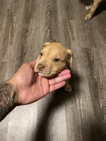 red, a male American Pit Bull Terrier for sale in Chicago, IL – 4 of 4