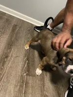 brown, a male American Pit Bull Terrier for sale in Chicago, IL – 4 of 5