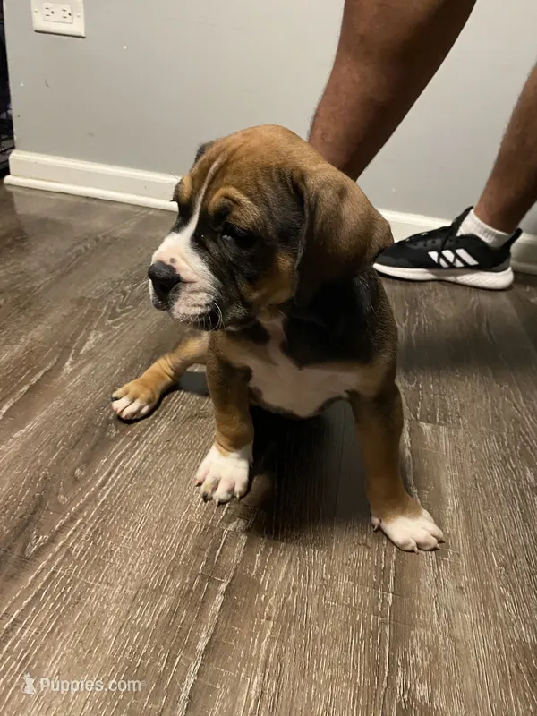 brown – American Pit Bull Terrier puppy for sale in Chicago, IL