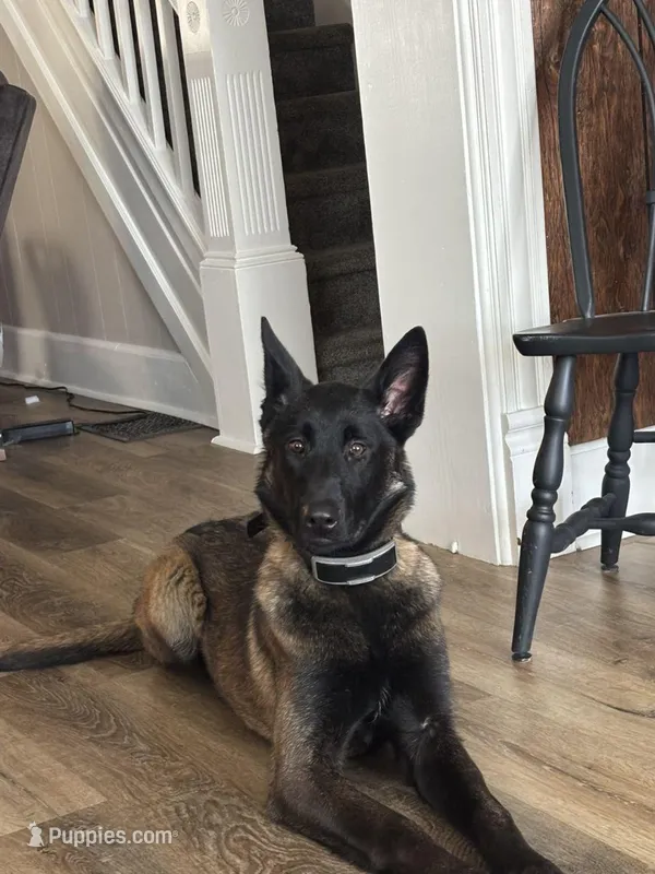 Piper – Belgian Malinois puppy for sale in Myerstown, PA