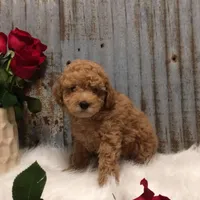 processed/a4c1cf1b-4804-4583-ab39-01b54730f9db/facility/98d342c2-ecc3-4a0b-a0dc-19f11531ac49